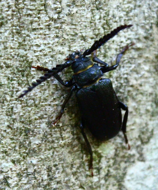 Prionus coriarius - csőszcincér