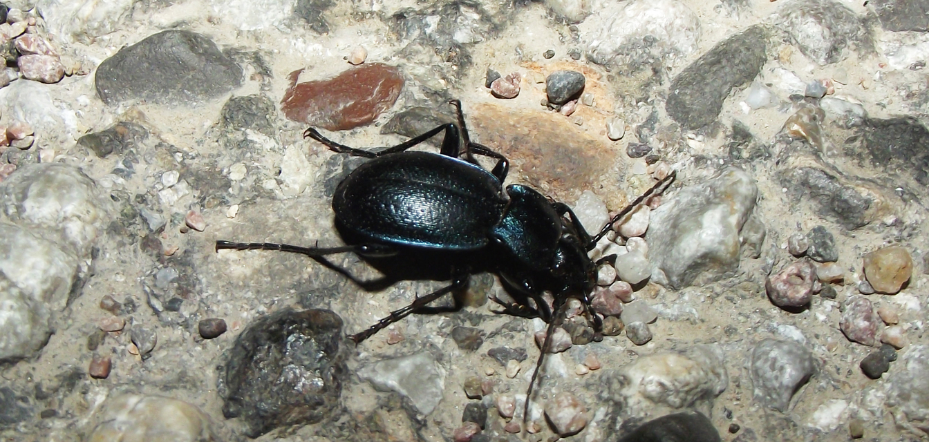 Carabus Carabus