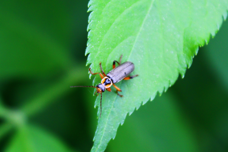 Cantharis nigricans - feketéllő lágybogár