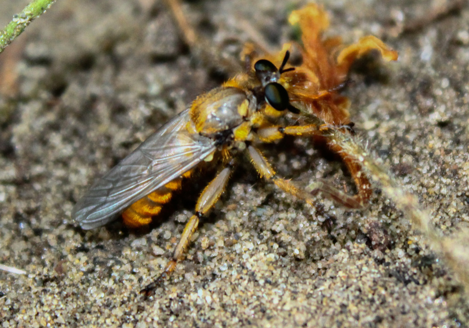 Laphriinae