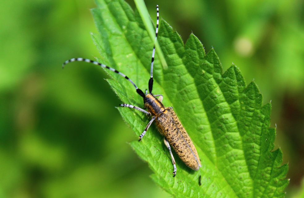 Agapanthia villosoviridescens - fehérgyűrűs bogáncscincér