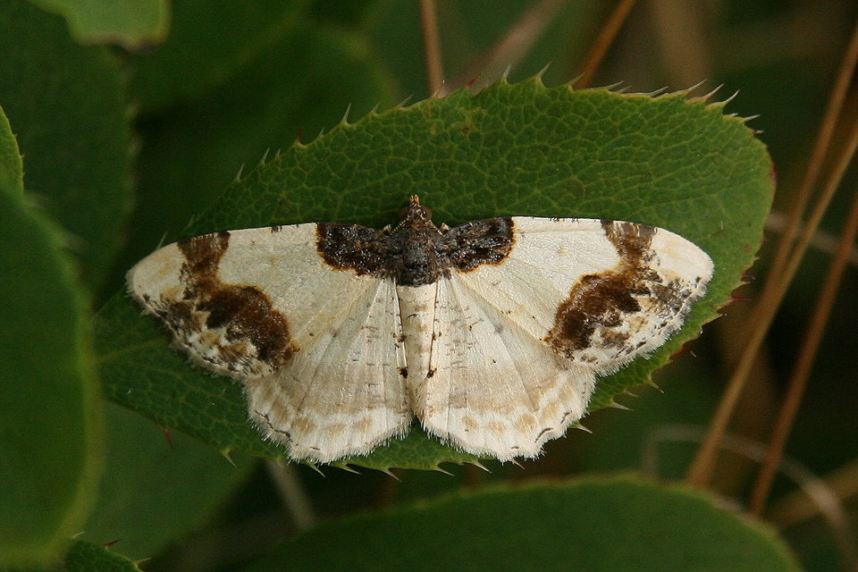 Ligdia adustata - barna levélaraszoló