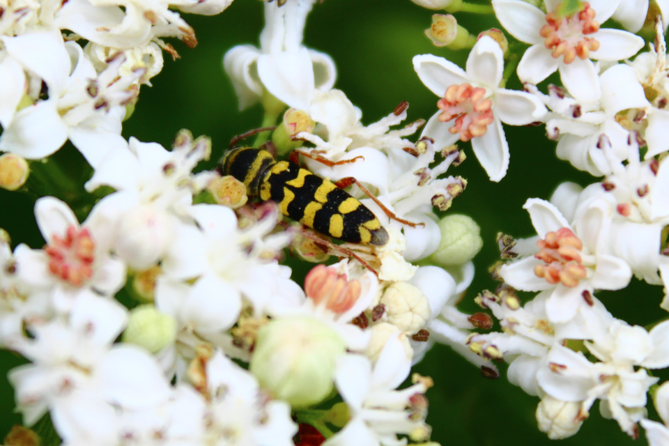 Echinocerus floralis - lucerna-darázscincér