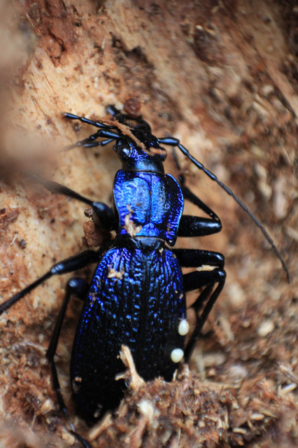 Carabus intricatus - kék laposfutrinka Carabus intricatus - kék laposfutrinka