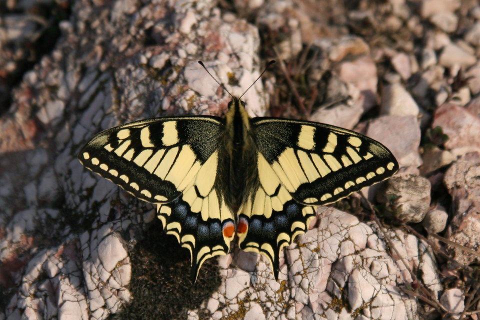 Papilio machaon - fecskefarkú lepke