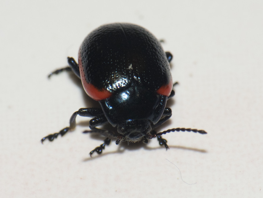 Chrysolina rossia - trapézhátú szegélyeslevelész