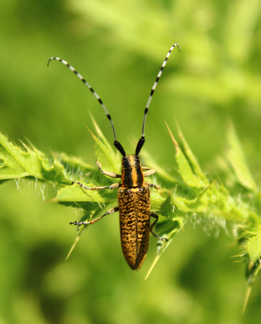 Agapanthia villosoviridescens - fehérgyűrűs bogáncscincér