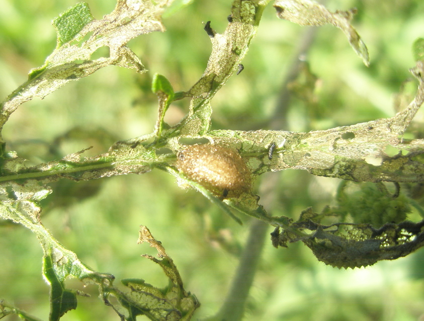 Ophraella communa - parlagfű-olajosbogár