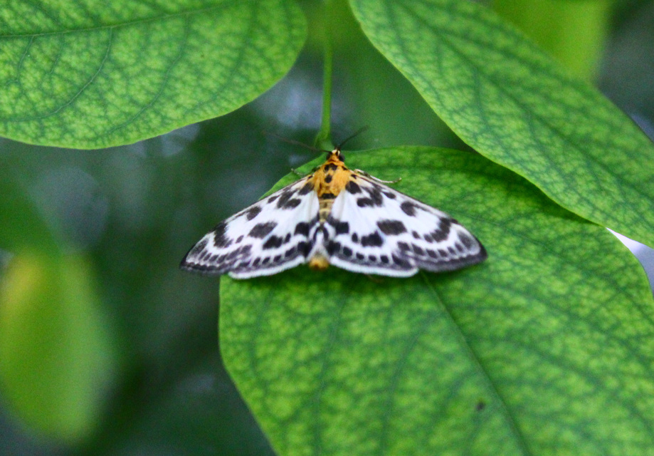 Anania hortulata - tarka csalánmoly
