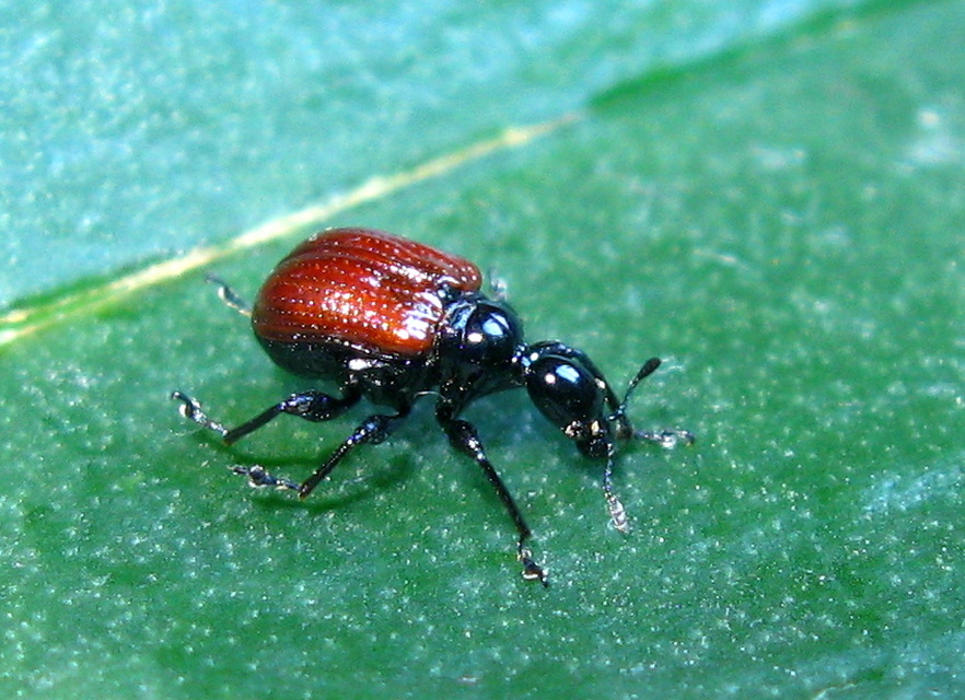 Compsapoderus erythropterus - füzike-levélsodró