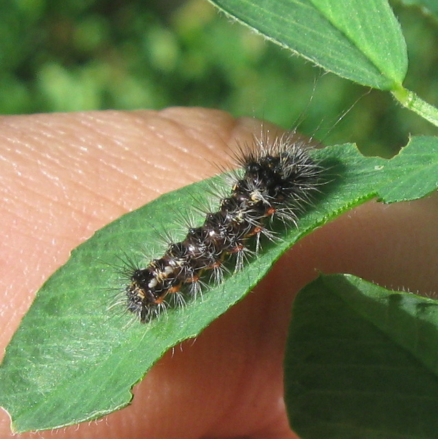 Acronicta rumicis - sóska-szigonyosbagoly Acronicta rumicis - sóska-szigonyosbagoly