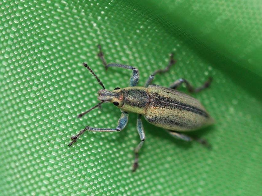 Chlorophanus excisus - kerektorú zöldormányos