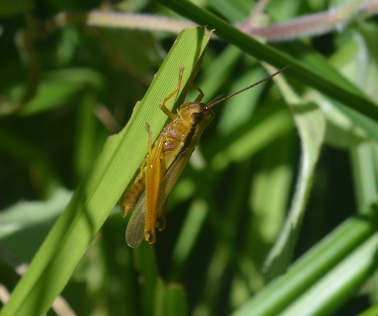 Mecostethus parapleurus - hagymazöld sáska