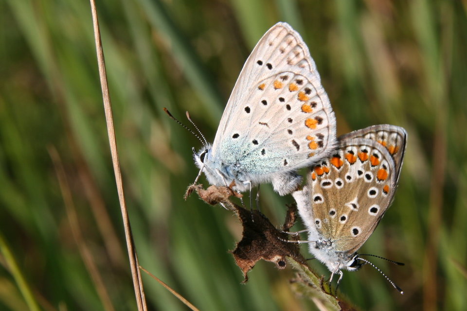 Polyommatus icarus - közönséges boglárka