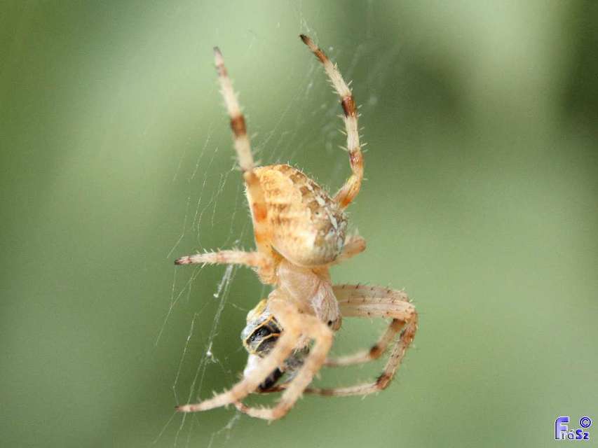 Araneus diadematus - koronás keresztespók