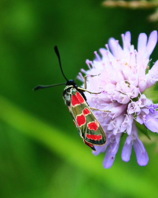 Zygaena carniolica - fehérgyűrűs csüngőlepke