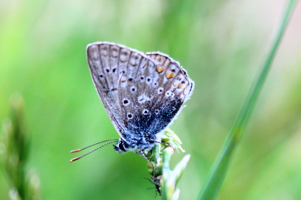 Polyommatus icarus - közönséges boglárka