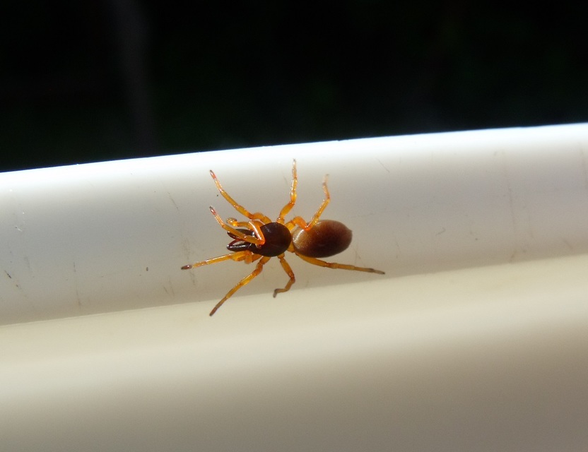 Dysderidae - fojtópókok