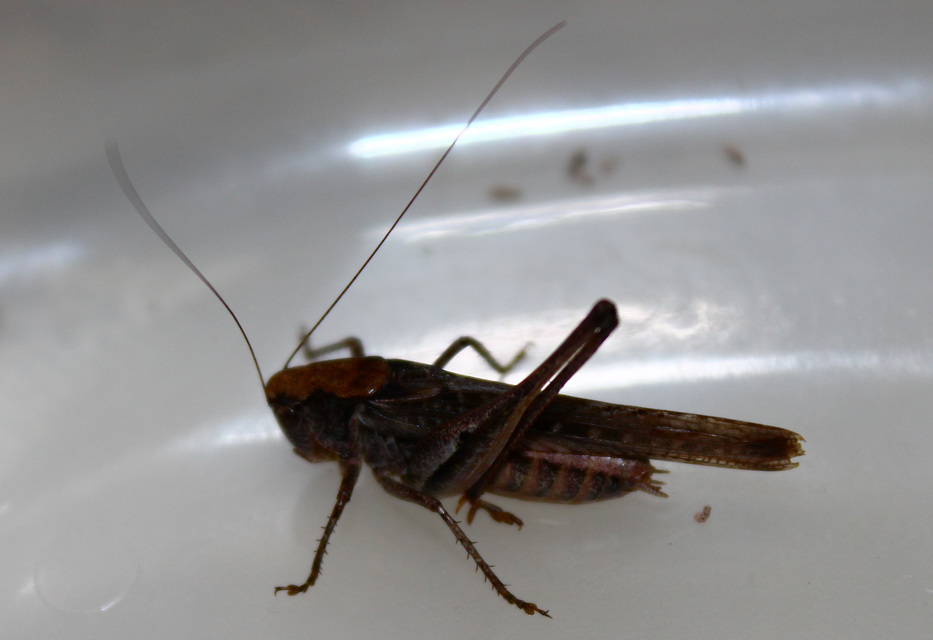 Platycleis grisea - szürke rétiszöcske