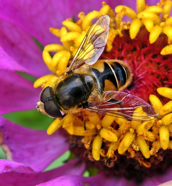 Eristalis arbustorum - fehérarcú herelégy