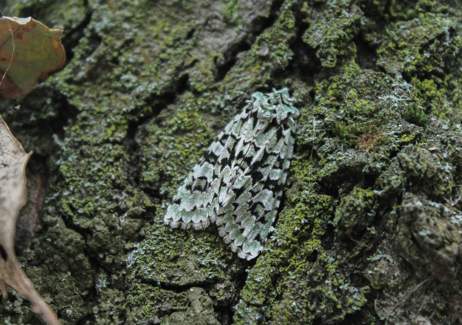 Griposia aprilina - őszi zöldbagoly