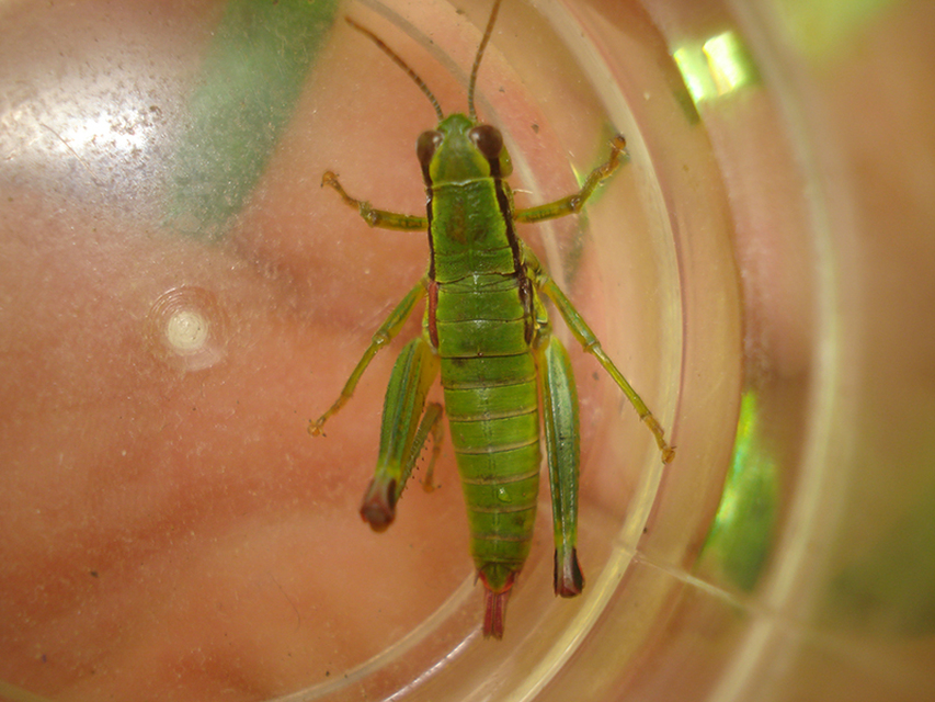 Odontopodisma decipiens - déli hegyisáska