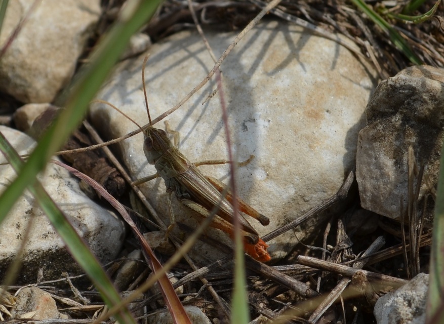 Stenobothrus nigromaculatus - sztyeppréti sáska