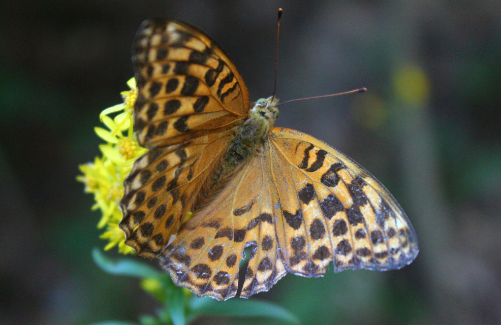 Argynnis paphia - nagy gyöngyházlepke