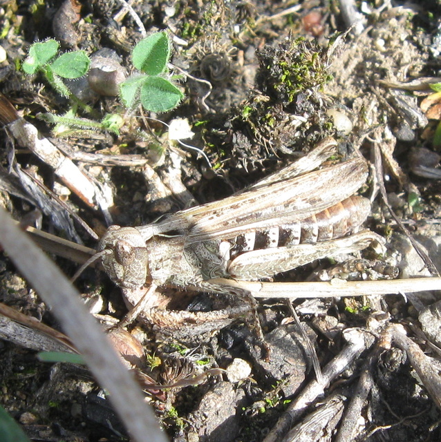 Chorthippus (Glyptobothrus) (subgenus)