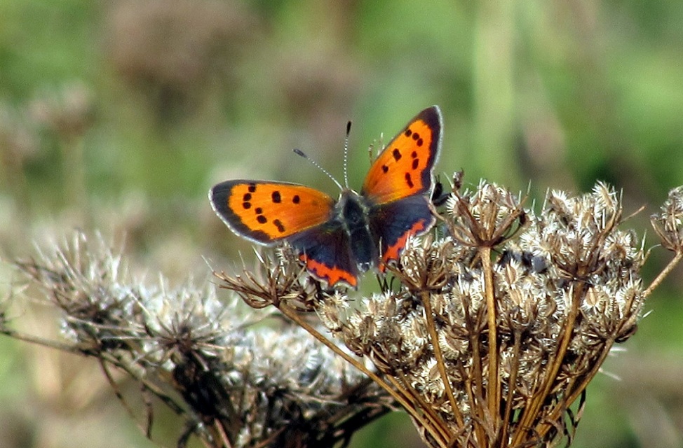 Lycaena phlaeas - közönséges tűzlepke