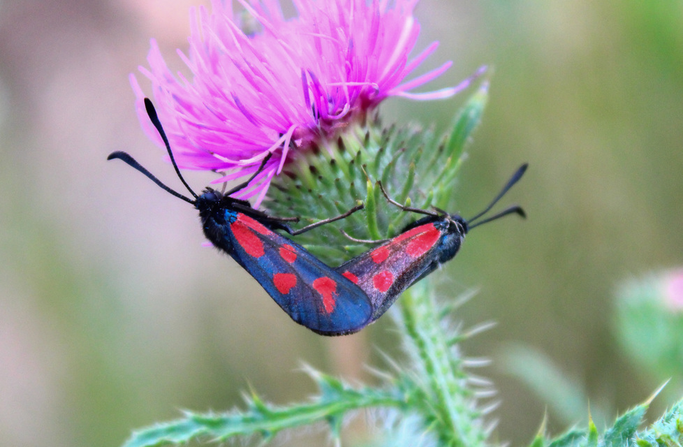 Zygaena loti - közönséges csüngőlepke