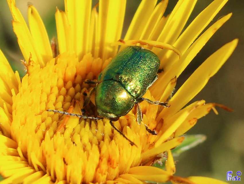 Cryptocephalus sericeus - nagy fészkesbogár