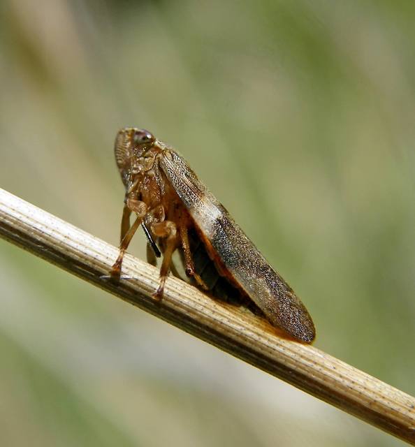 Aphrophora alni Aphrophora alni