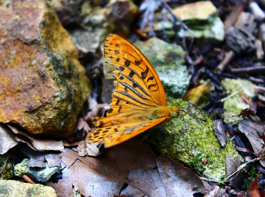 Argynnis paphia - nagy gyöngyházlepke