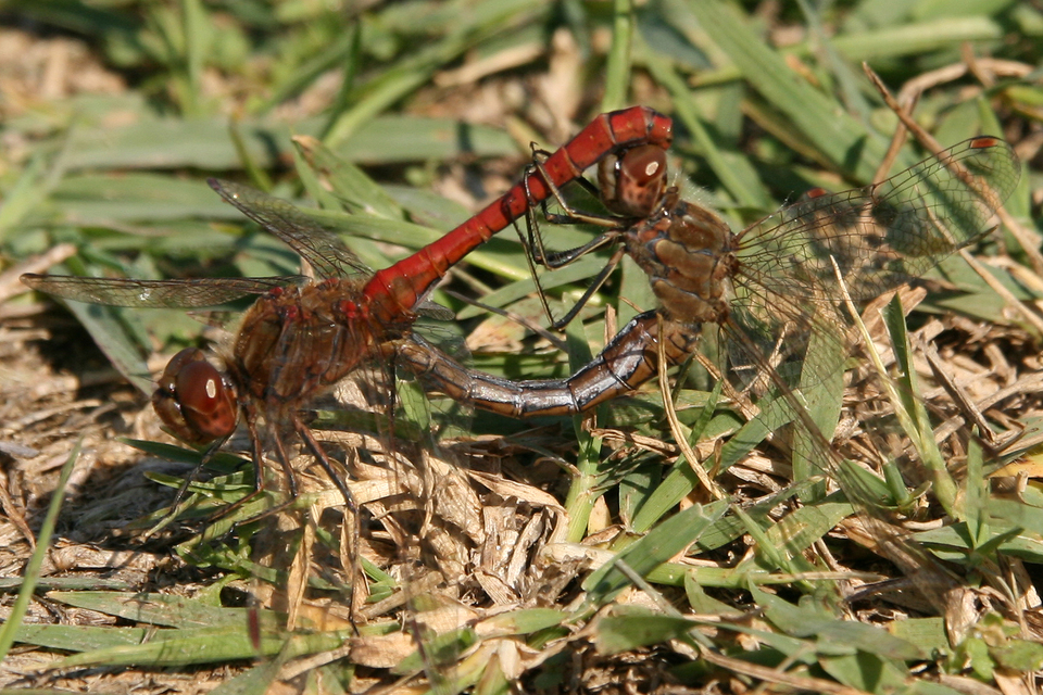 Sympetrum vulgatum - barkós katona-szitakötő