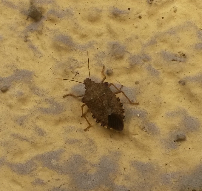 halyomorpha halys - Halyomorpha halys