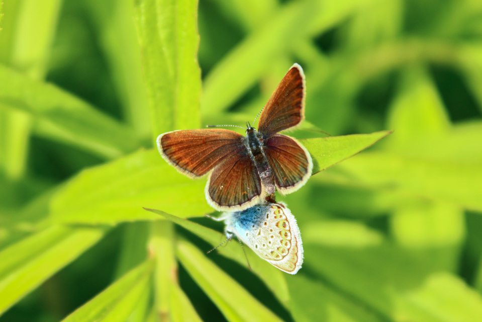 Plebejus argus - ezüstös boglárka