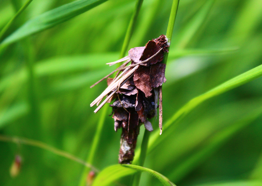 Canephora hirsuta - kormos zsákhordólepke