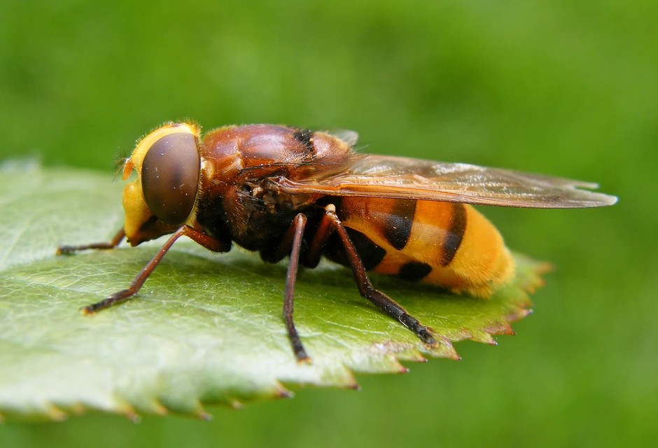 Volucella zonaria - kétöves pihelégy Volucella zonaria - kétöves pihelégy