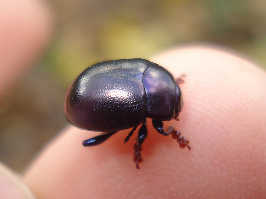 Chrysolina sturmi - vöröslábú levelész