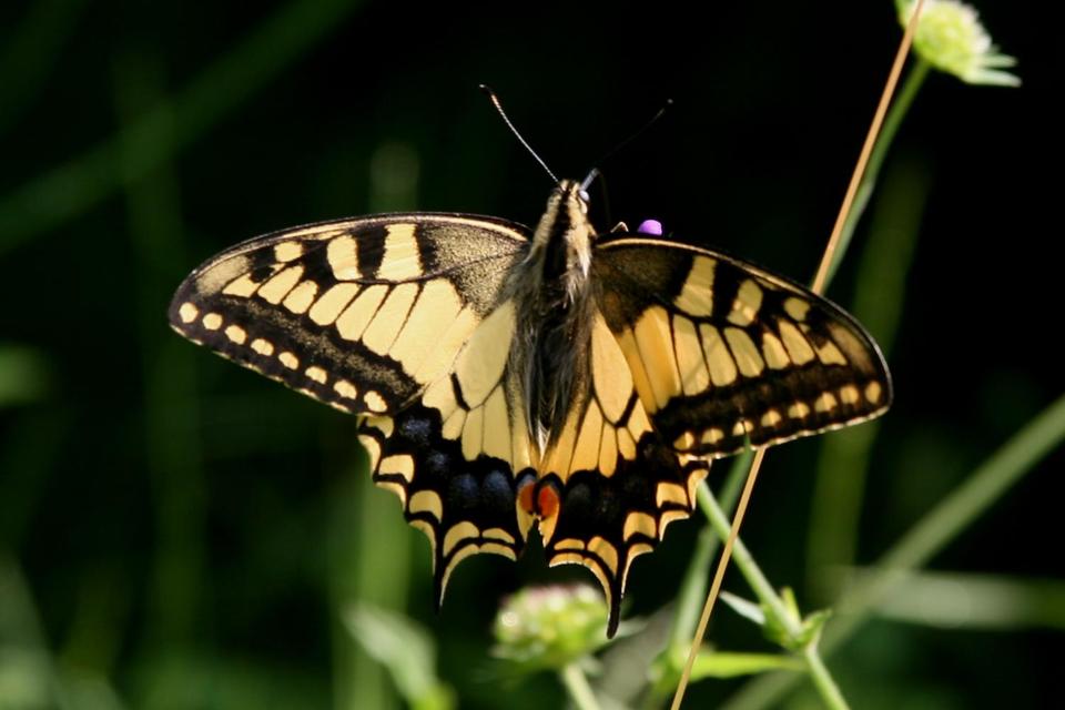 Papilio machaon - fecskefarkú lepke