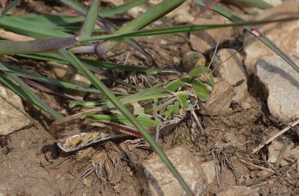 Oedaleus decorus - szalagos sáska