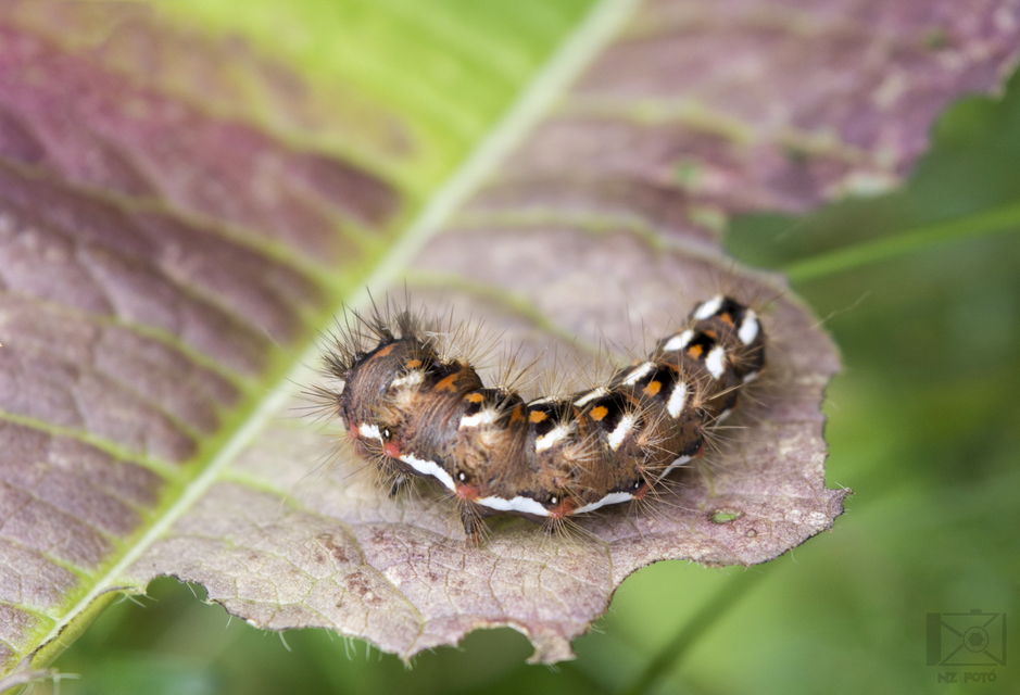 Acronicta rumicis - sóska-szigonyosbagoly Acronicta rumicis - sóska-szigonyosbagoly
