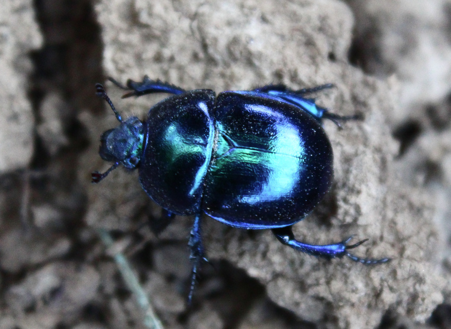 Trypocopris vernalis - tavaszi álganéjtúró