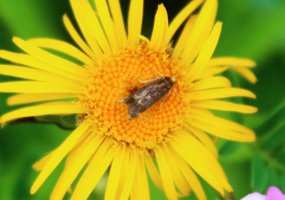 Apodia bifractella - peremizsmag-sarlósmoly