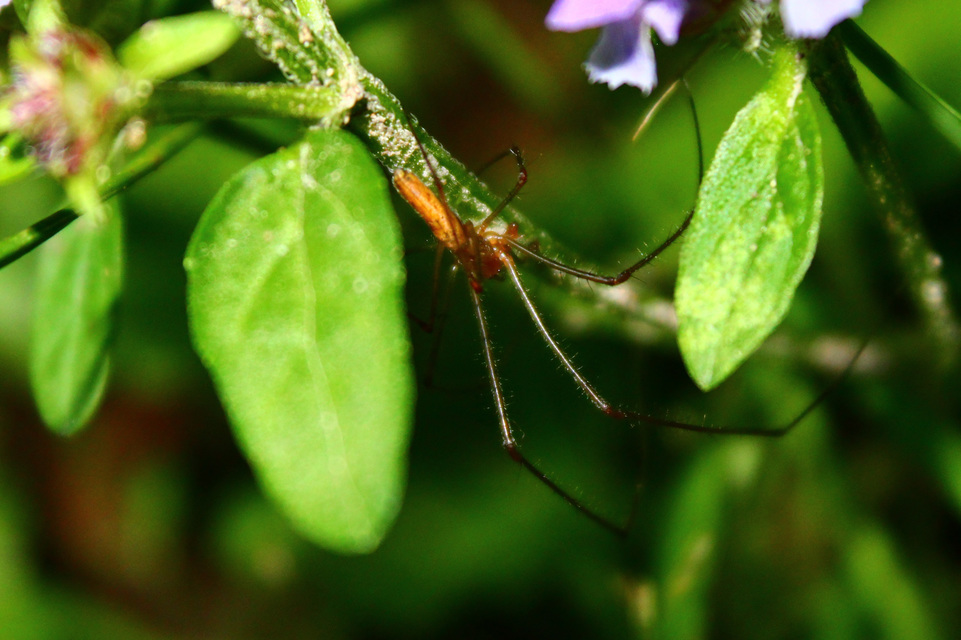 Tetragnatha