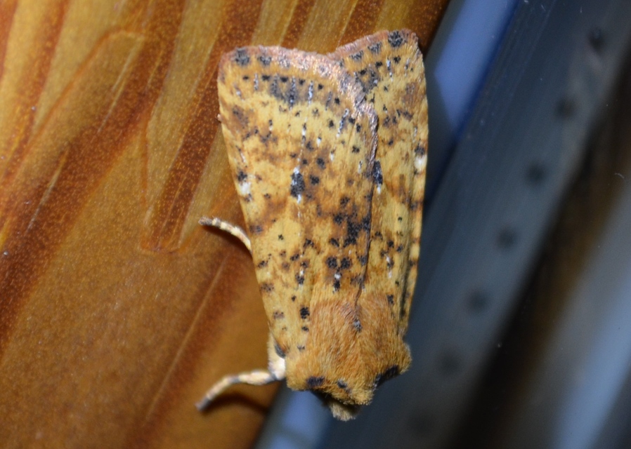 Conistra rubiginea - vörös őszibagoly