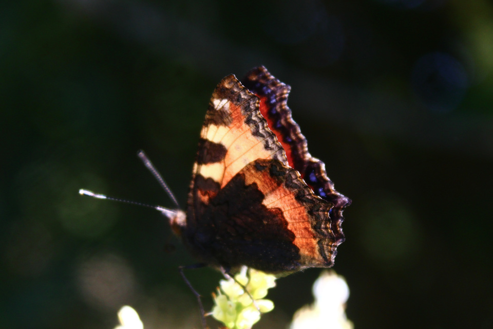 Nymphalis urticae - kis rókalepke