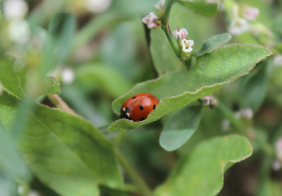 Coccinella septempunctata - hétpettyes katica
