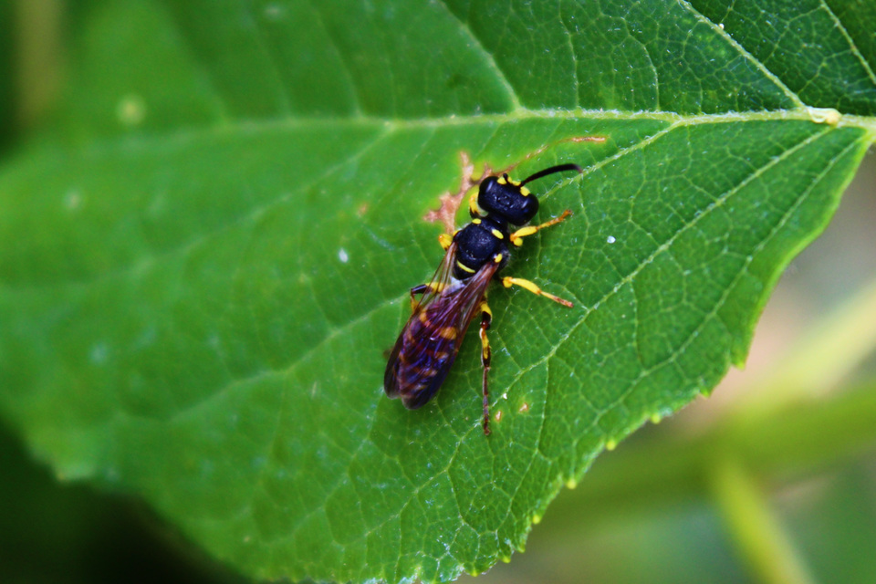 Crabronidae - szitásdarazsak